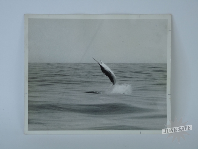 Zane Grey Original Photograph of Leaping Striped Marlin